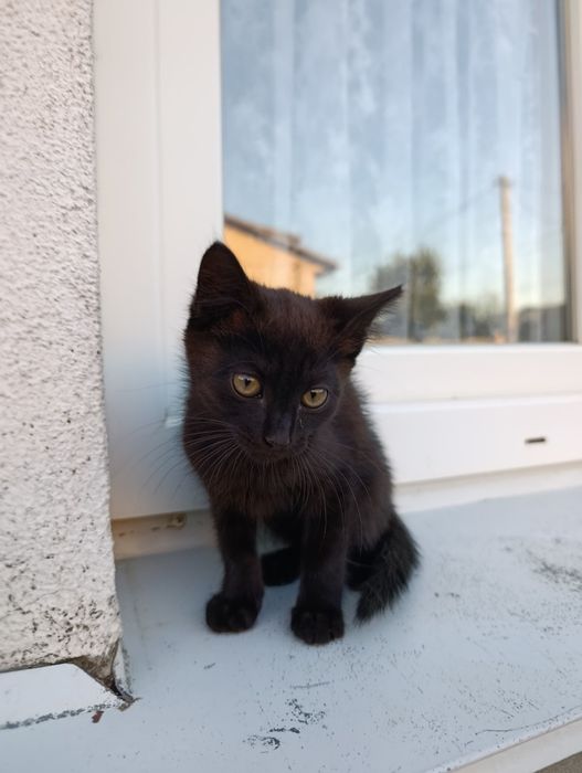 Кошенята в добрі руки