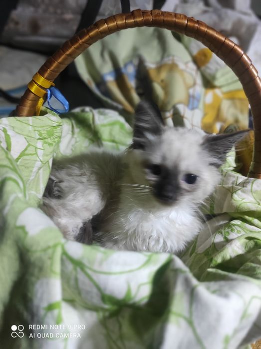 Котики Сиамцы чистокровные