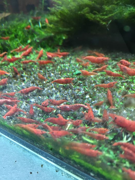 Krewetki sakura red