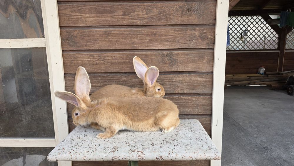 Olbrzym belgijski zolty