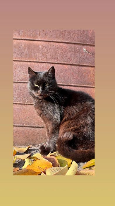 Отдам черную кошку, стерилизована, 3 года