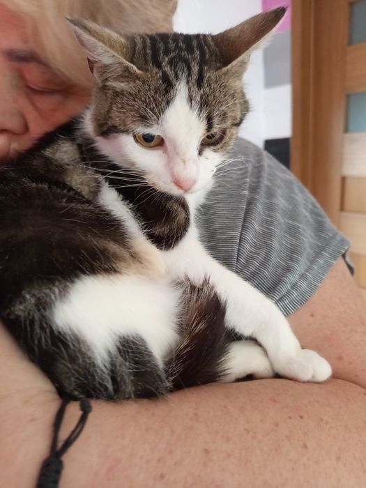 Wysterylizowana kotka szuka domu niewychodzącego