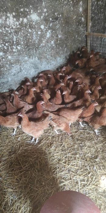 Kury nioski Rosa ,Green Shell,Blue Shell Dark Shell kolorowe jajko