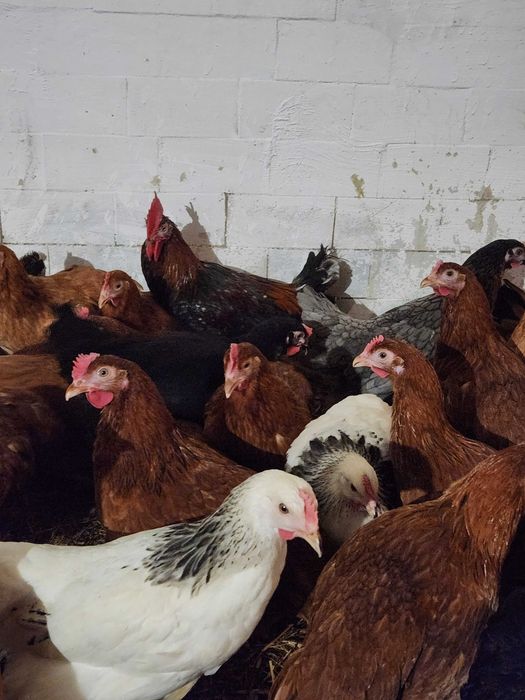 Kury nioski młode Rosa Tetra Dominant Leghorn z wolnego wybiegu. Dowóz