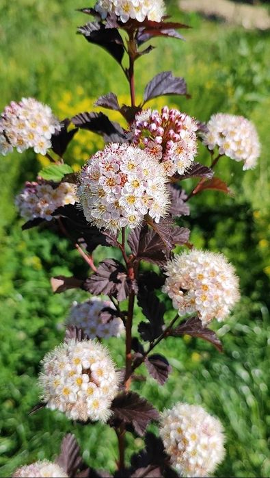 Черенки, живці, хакуро, вейгела, гліцинія, павловнія, матсудана, секка