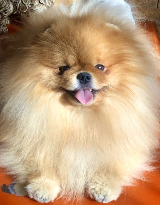 Хлопчик шпіц. КСУ.