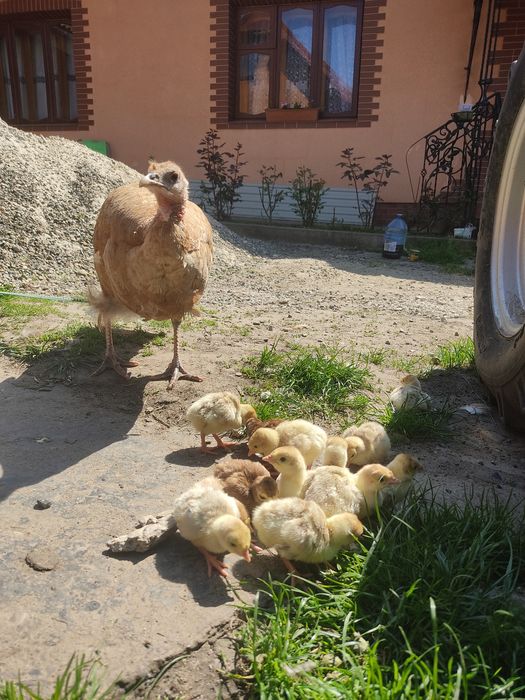Індики  та яйця породи червоний бурбон