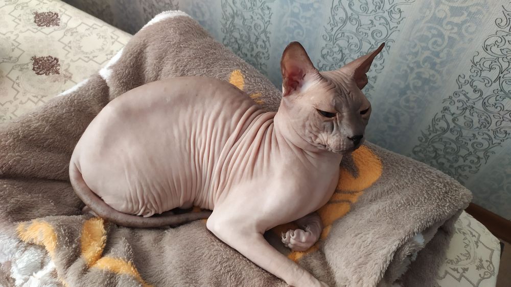 Донской сфинкс вязка