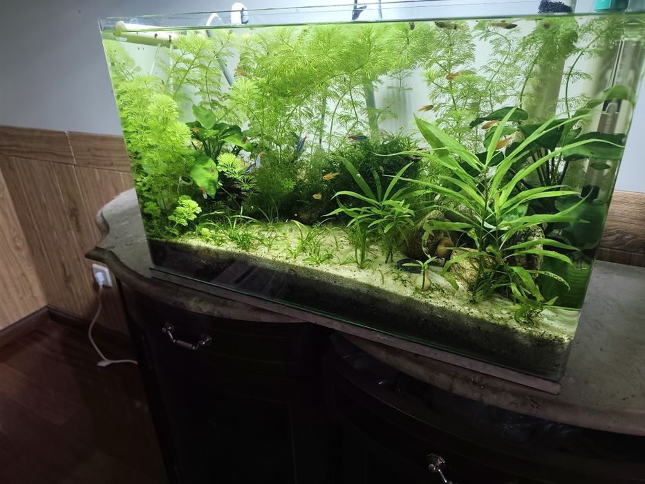 Aquário Plantado Completo 72L – 300 €
