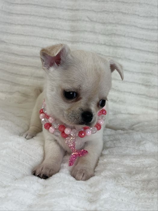 Chihuahua Femea  Pelo Curto