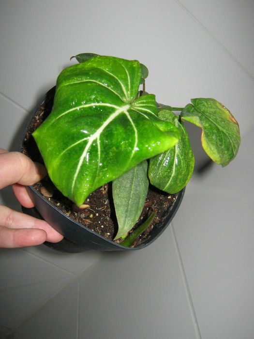 філодендрон глоріозум 5 діток в горщику