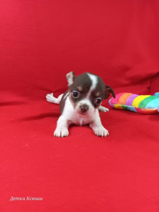 Мини МальЧишка новый, ни разу не гавкал.