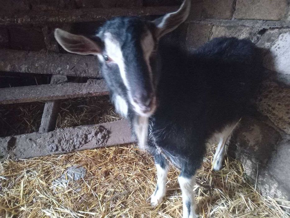 Продам Козу і Козла