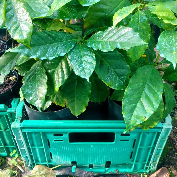 Café Arábica Plantas em vasos de 50 litros a produzir