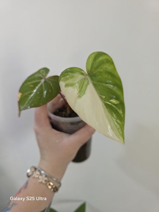 Philodendron gloriosum variegata
