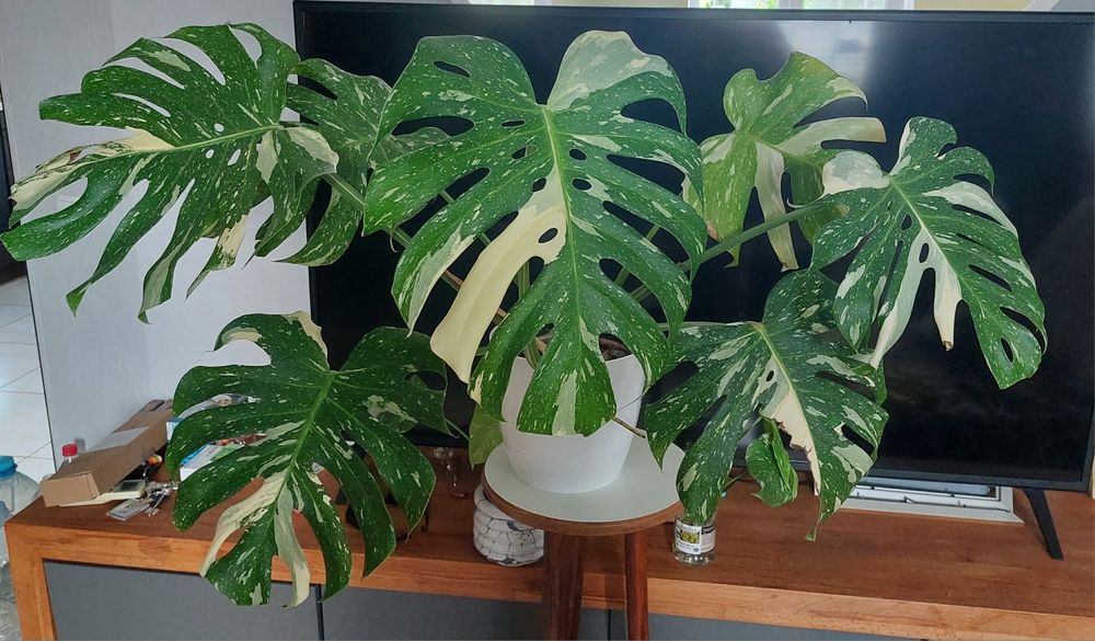 monstera thai constellation монстера тайське сузір'я тайское созвездие альба