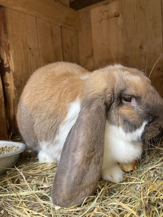 Продаю кроликів (живих або на мʼясо)