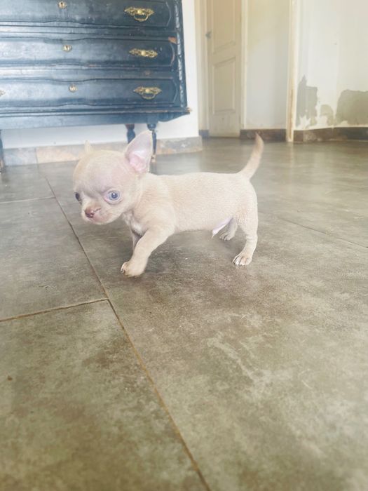 Chihuahua miniatura pelo curto