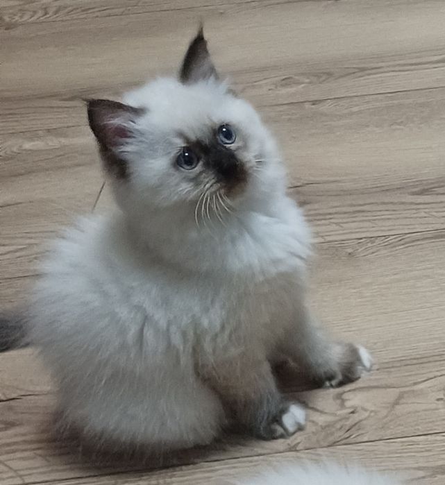 Kotka ragdoll gotowa do zmiany domu