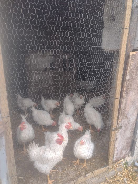 Sprzedam młode koguty