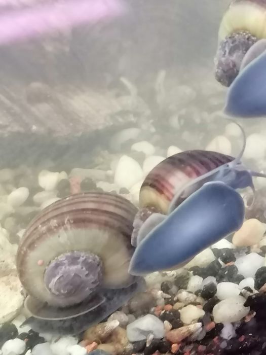 Ozdobne ślimaki do akwarium