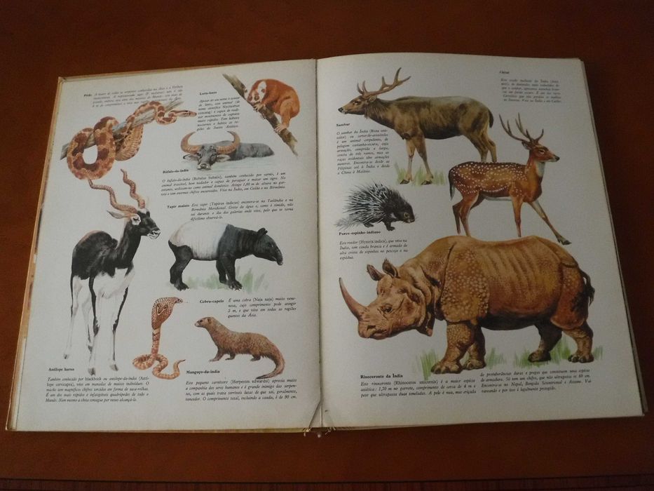 Animais de Todo o Mundo - Verbo Juvenil