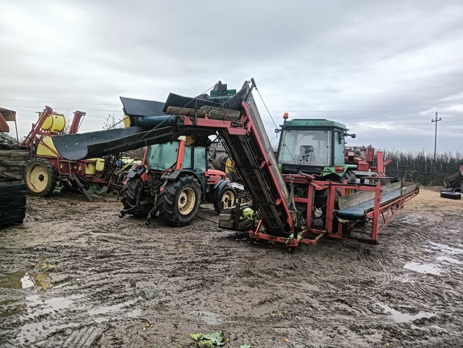 Taśmociąg do zbioru kapusty