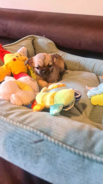 Sunia Chihuahua z rodowodem 3 mc