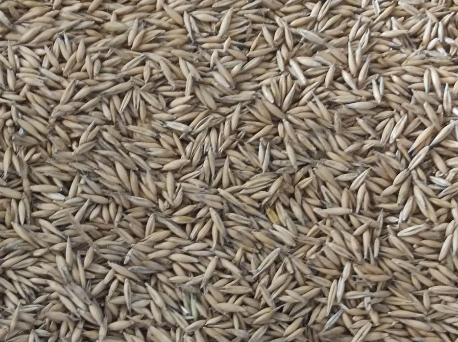 Owies ozimy Snowbird