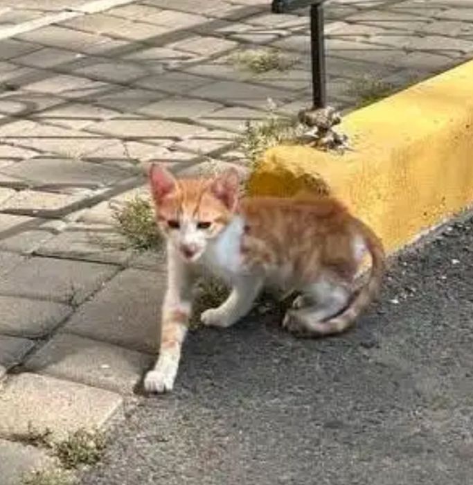 Отдам даром в добрые руки рыже-белого котика