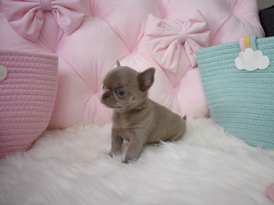!!ZAREZERWOWANA!!Chihuahua XS liliowa mini sunia