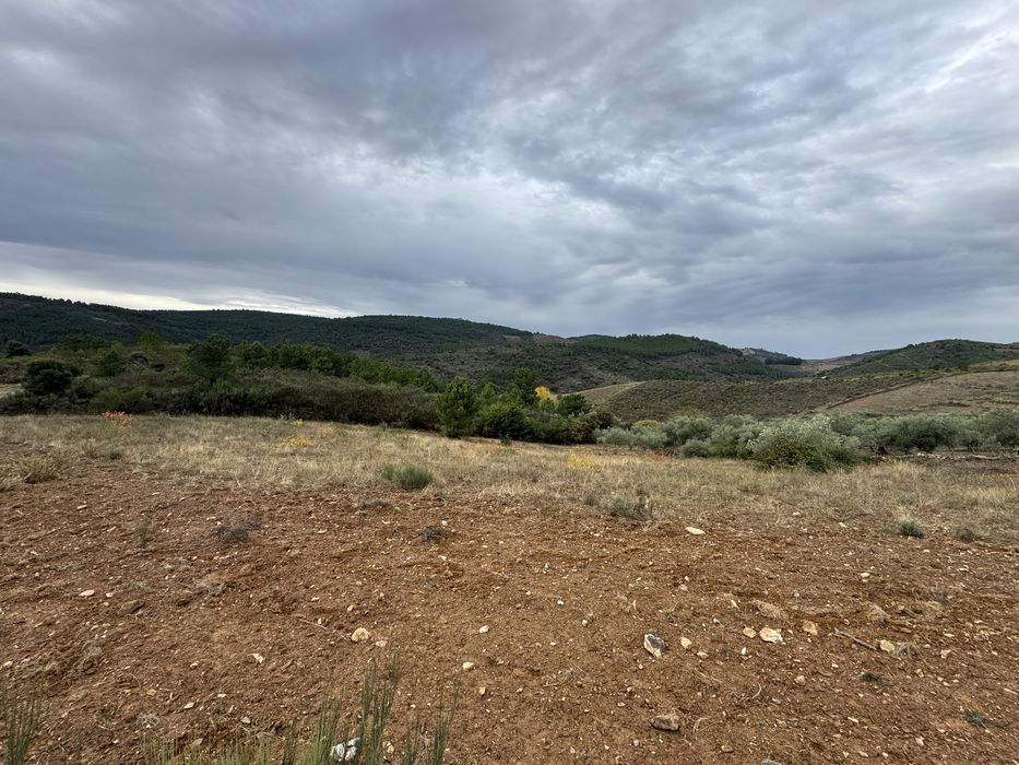 Terreno rústico com amendoal e oliveiras