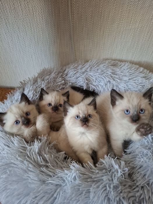 Тайские котята .