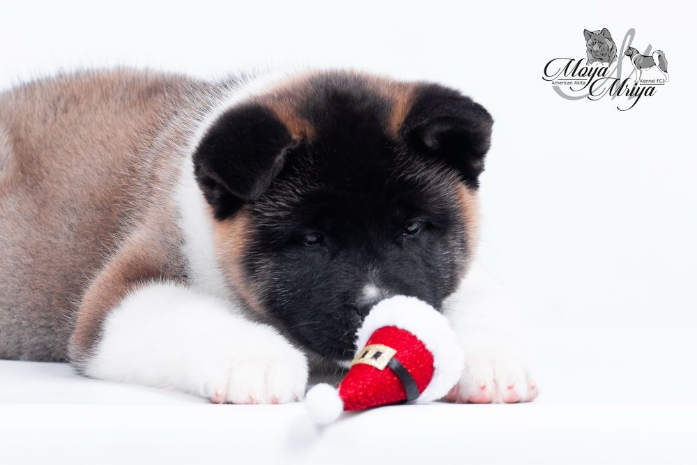 Американскька акіта/ американская акита / american akita
