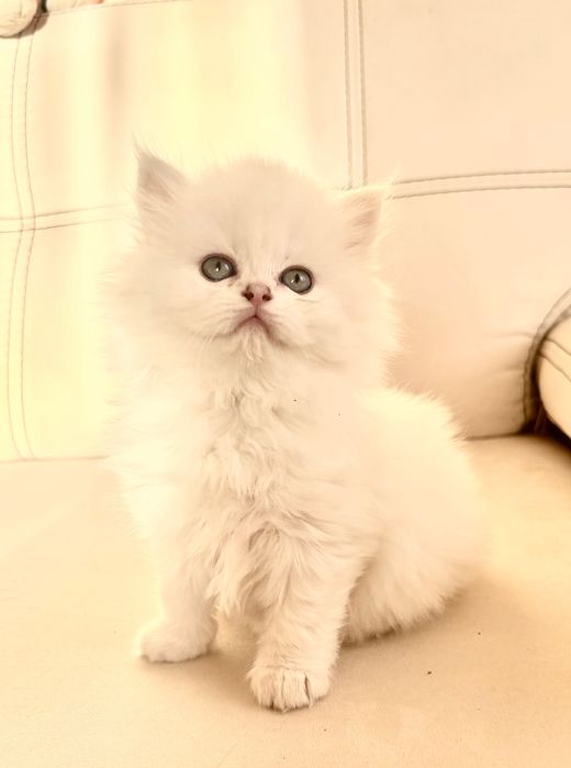 Кошеня британське довгошерстне.