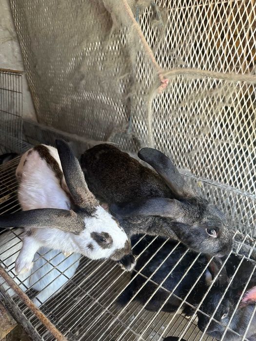 Vendo coelhos de raça borboleta e Nova Zelândia