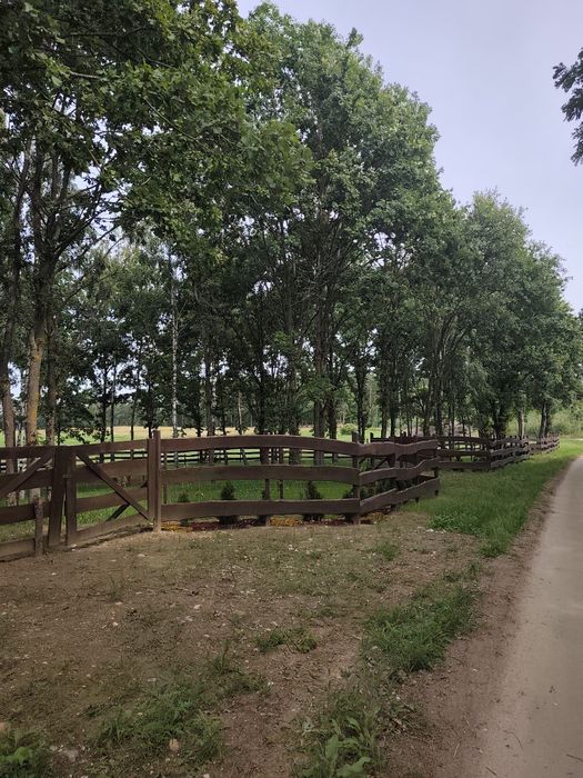 Działka, zagajnik na Mazurach