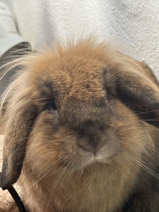 Adopção de coelho belier