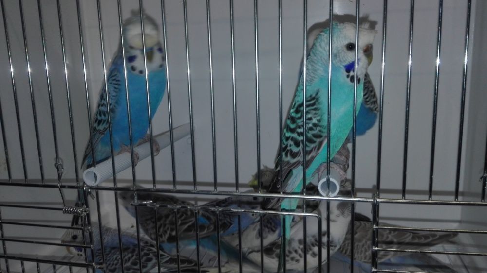 Vendo diamantes mandarins de bochecha preta