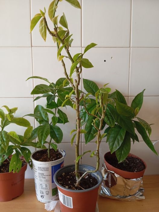 Planta ora pro nobis