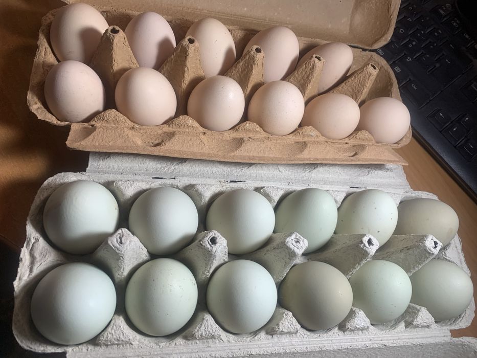 Galinhas Exóticas, Pintos e Ovos Azuis