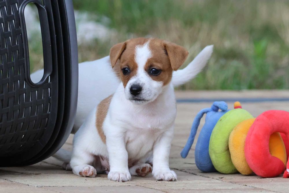 Niebawem- Jack Russell Terrier /hodowla BREFIO