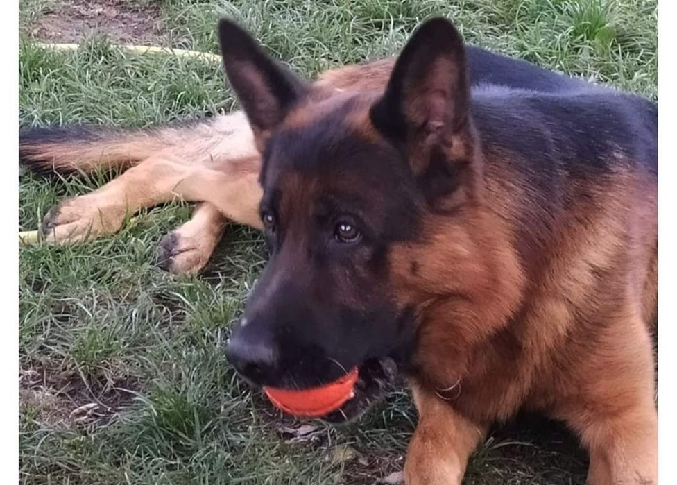 Німецька вівчарка цуценята