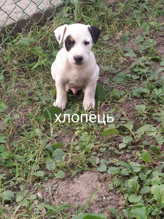 Джек Рассел тер'єр