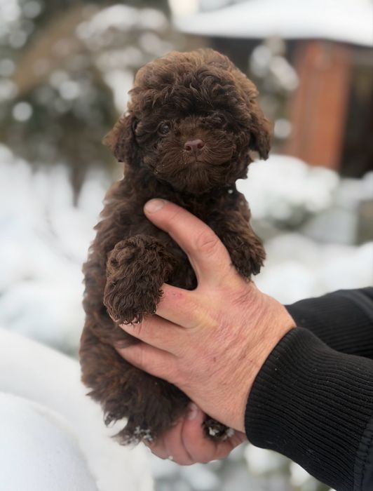 Мальчик пудель шоколад