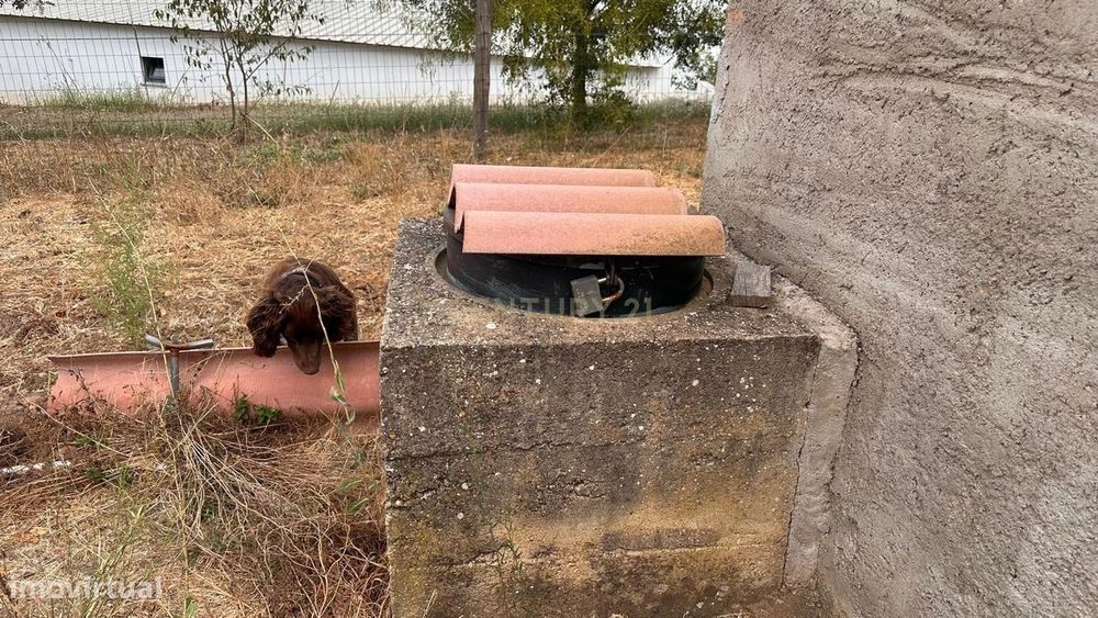 Quinta em Trigaches — 1 hectare em comunhão com a natureza