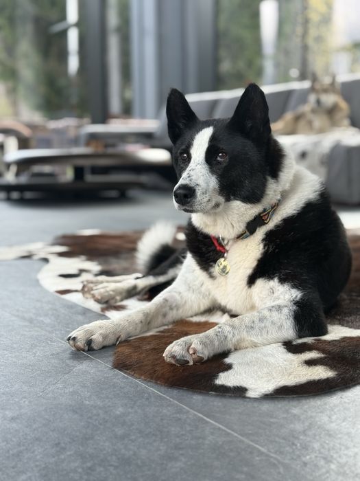 Східно-сибірська лайка дівчинка шукає дім