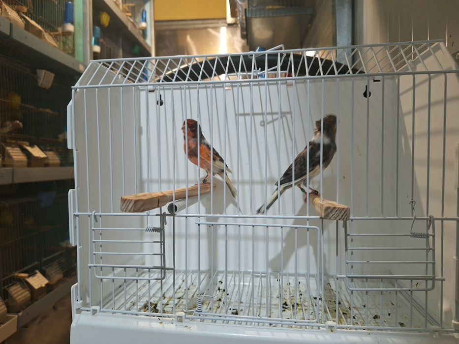 Canarios alecrim portugues