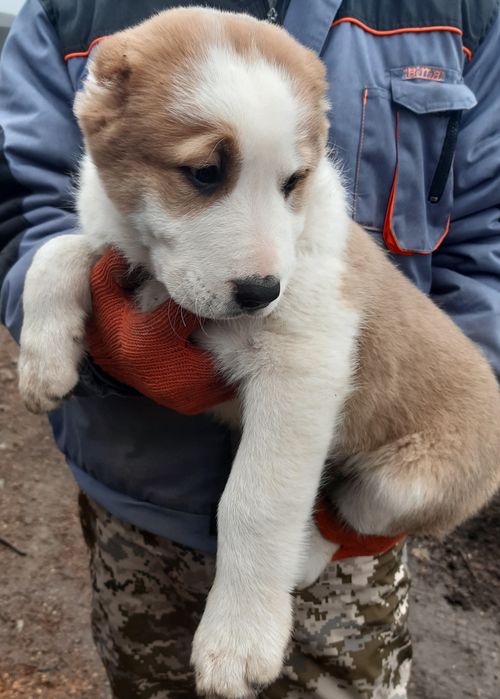 Щенки Среднеазиатской овчарки Алабай