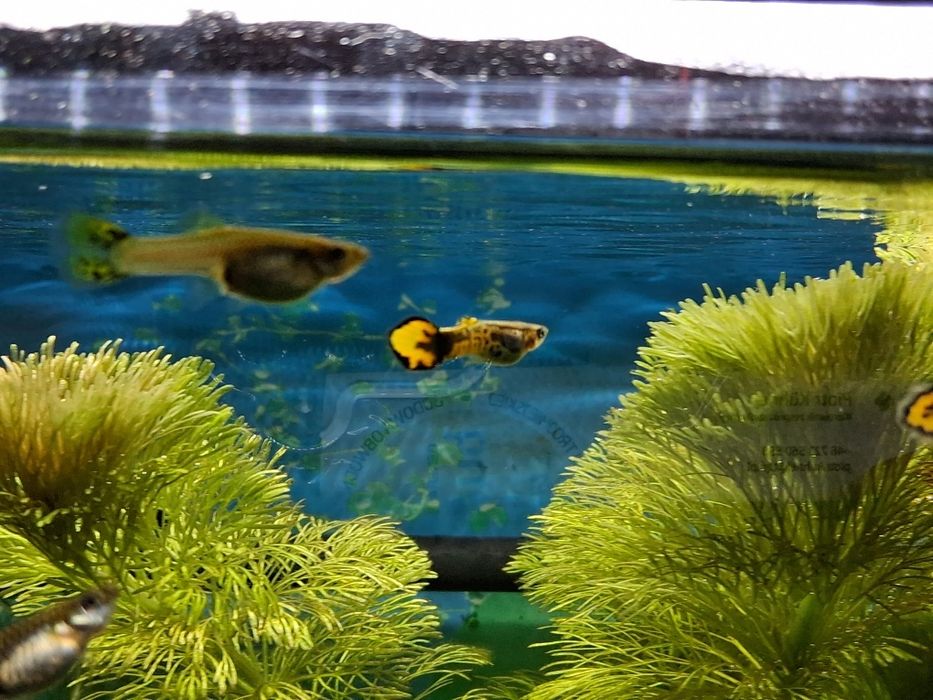 Gupiki ryby akwariowe